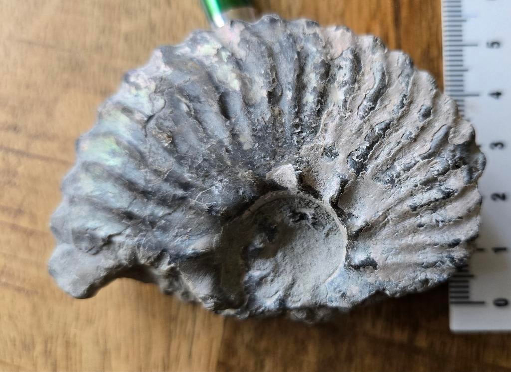 Ammoniet fossiel, Verzamelen, Mineralen en Fossielen, Ophalen of Verzenden, Fossiel