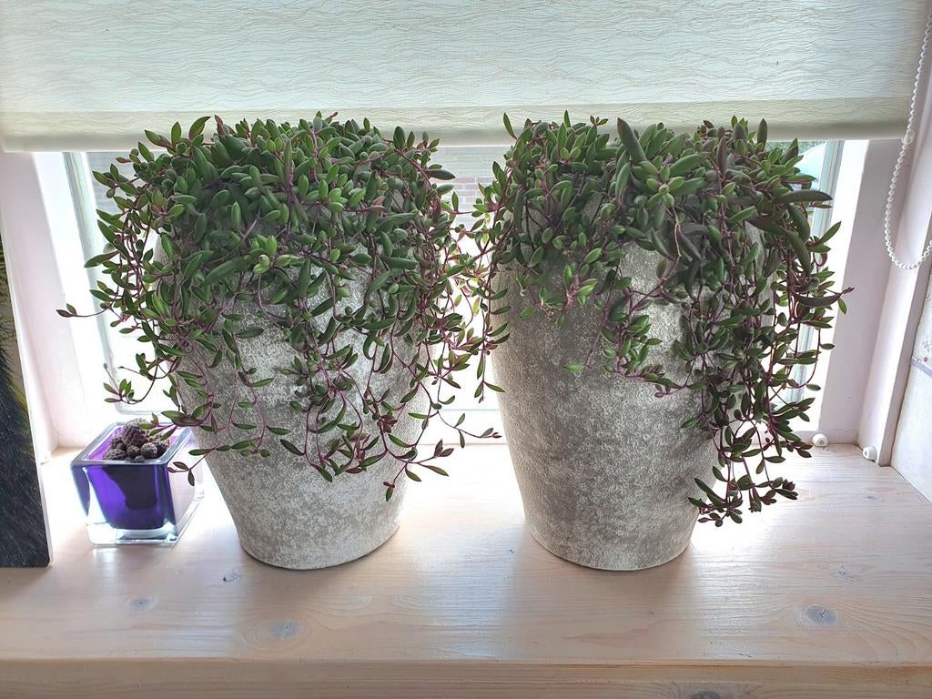Stekjes Senecio Herreianus Purple Flush, Huis en Inrichting, Kamerplanten, Ophalen of Verzenden, Halfschaduw, Minder dan 100 cm
