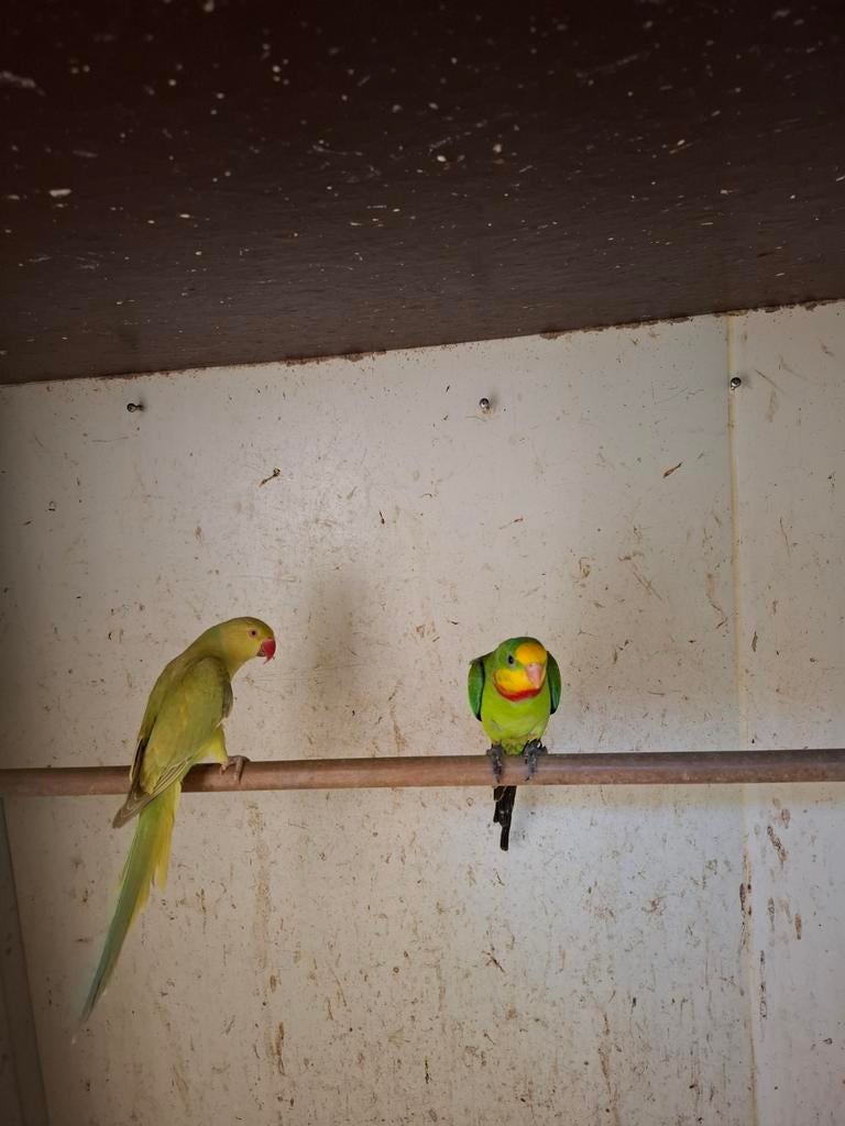 Halsband parkiet, Parkiet