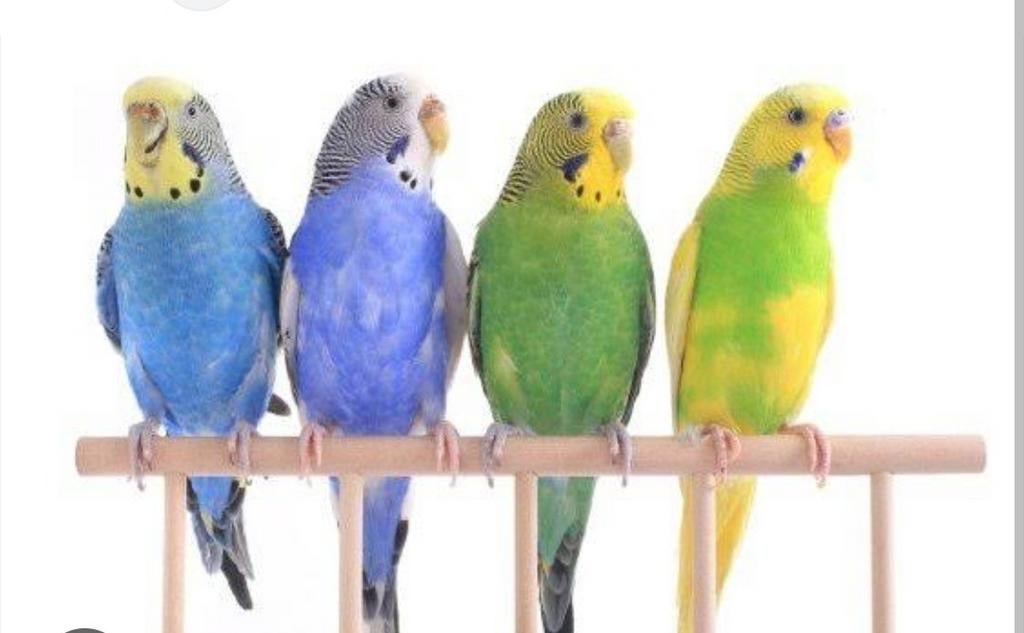 GEZOCHT parkieten, Dieren en Toebehoren, Vogels | Parkieten en Papegaaien, Meerdere dieren, Parkiet