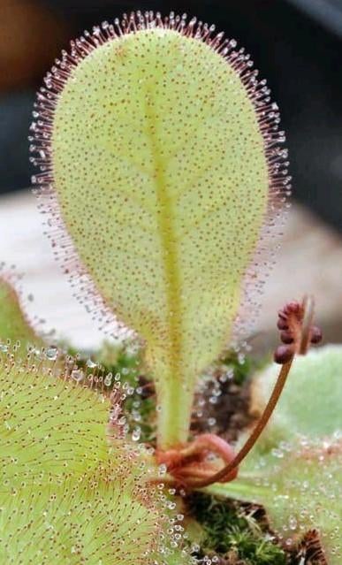 Bladstek Drosera andromeda, Huis en Inrichting, Kamerplanten, Bloeiende kamerplant, Ophalen of Verzenden, Overige soorten, Minder dan 100 cm
