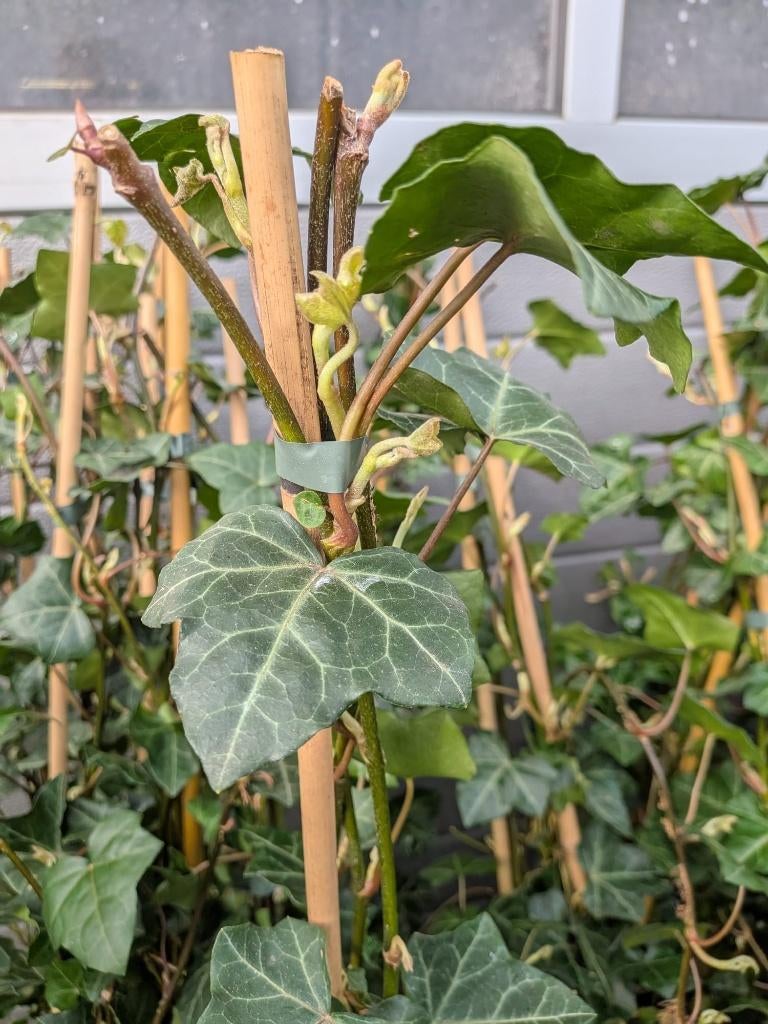 Hedera woener gestokt 100-125 cm, Ophalen, Vaste plant, Bloeit niet, Halfschaduw