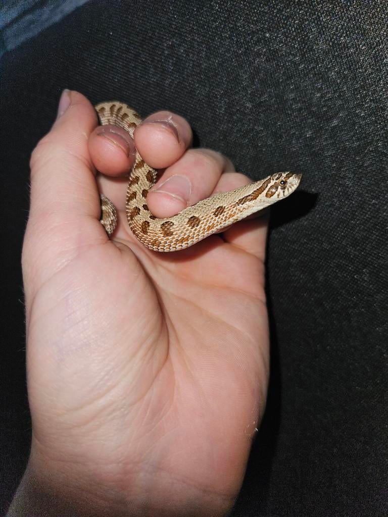 Haakneusslang Heterodon Nasicus. Hognose Snake - unknown for sale from Jurian