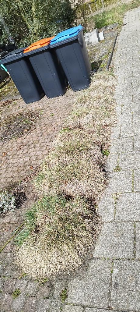 Siergras, Tuin en Terras, Planten | Tuinplanten, Ophalen, Vaste plant, Siergrassen, Volle zon