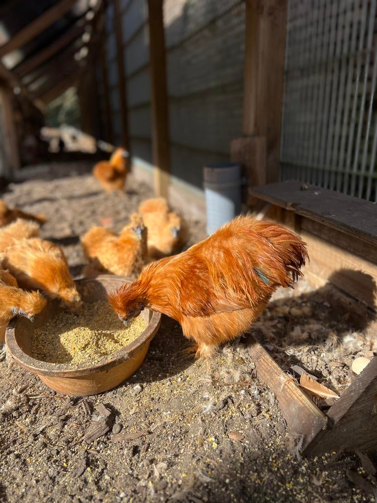 Prachtige TOP USA  zijdehoen PAAS BROEDEITJES OF KUIKENTJES, Dieren en Toebehoren, Pluimvee, Vrouwelijk, Kip