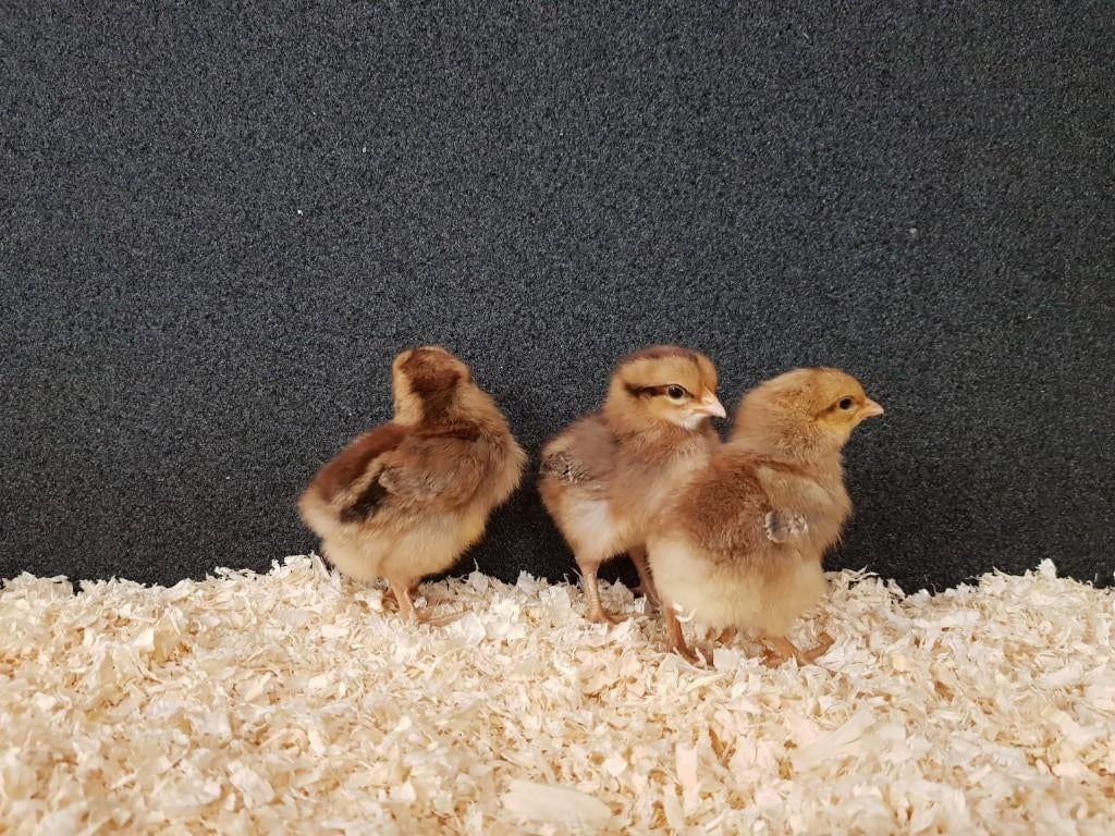 bielefelder kriel kippenkuikens | Gesekst en Ingeënt, Vrouwelijk, Kip