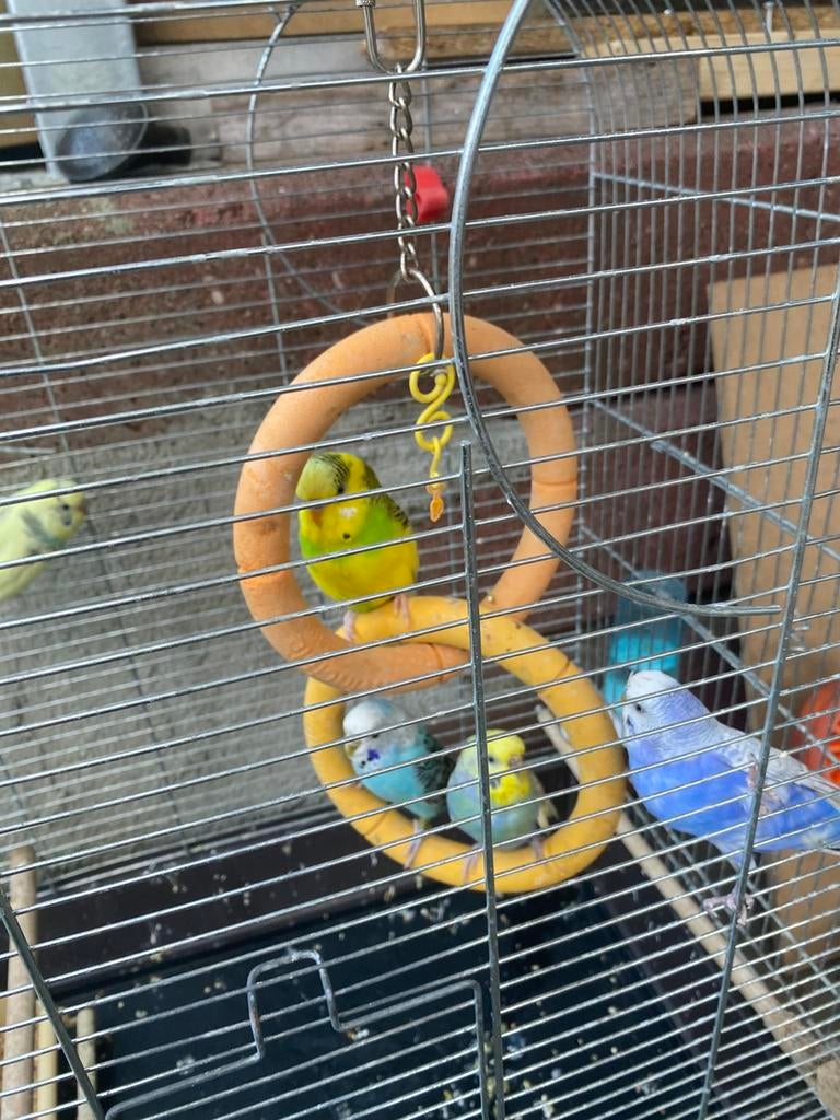 5 mooie vogels, Meerdere dieren, Parkiet