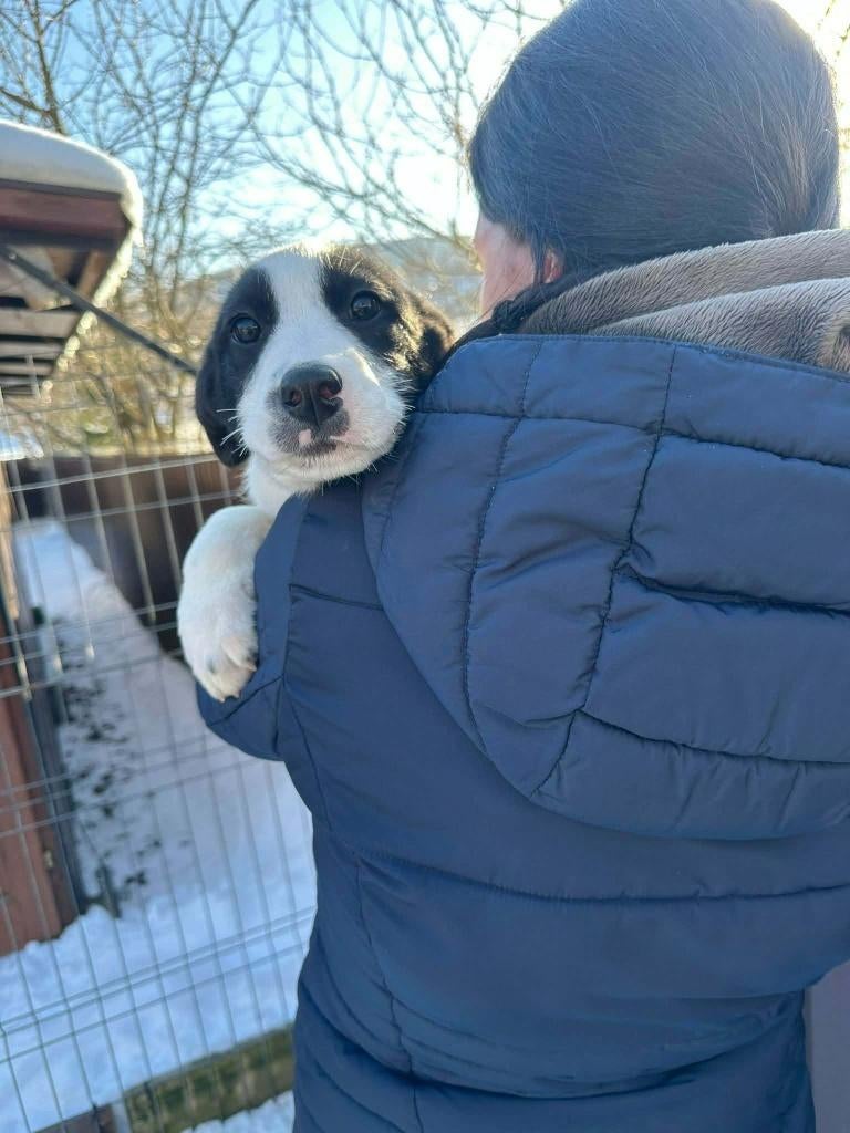 MENSGERICHTE PUPS, KLEINE MIDDEMAATJES, IN ASIEL, Particulier, 15 weken tot 1 jaar, Buitenland, Parvo