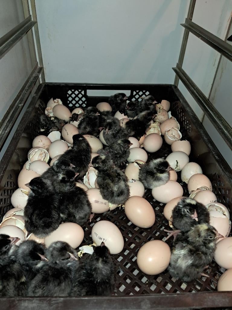 noord hollandse blauwe kuikens, Dieren en Toebehoren, Pluimvee, Kip, Vrouwelijk