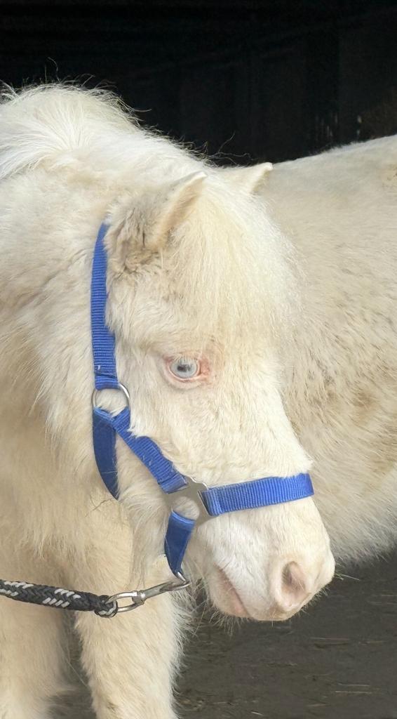 Super gave cremello a pony 1.07 8jr, Dieren en Toebehoren, Merrie, A pony (tot 1.17m), Gechipt, 3 tot 6 jaar