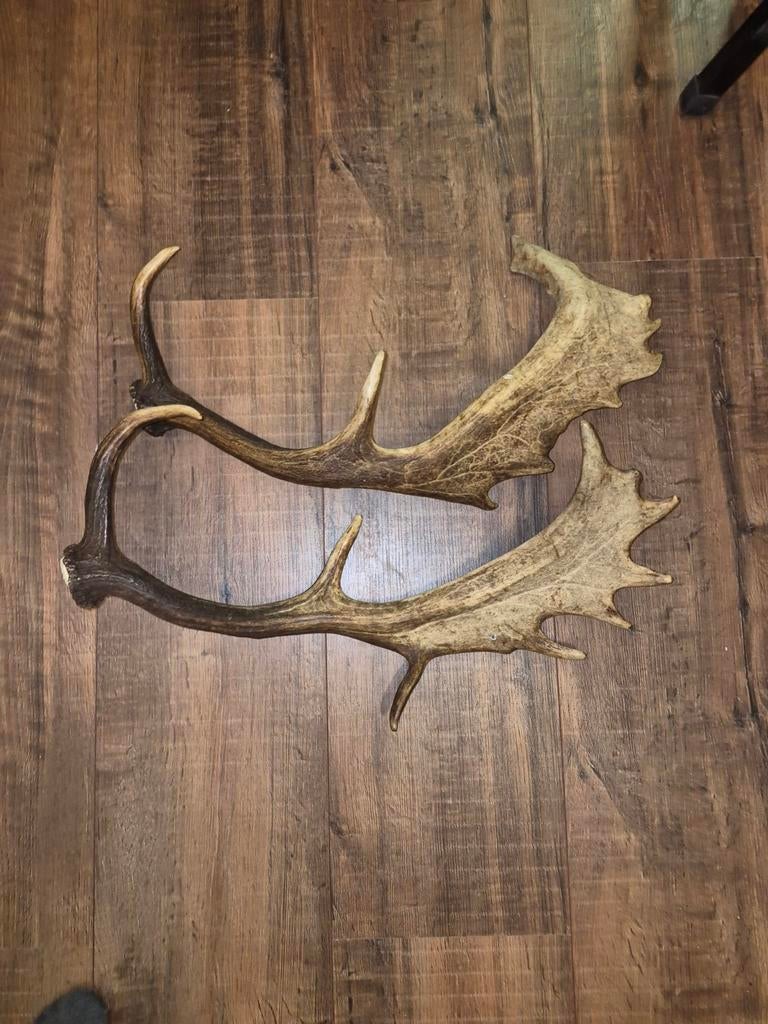 Hertengewei, Ophalen of Verzenden, Gebruikt, Hert, Gewei of Kop