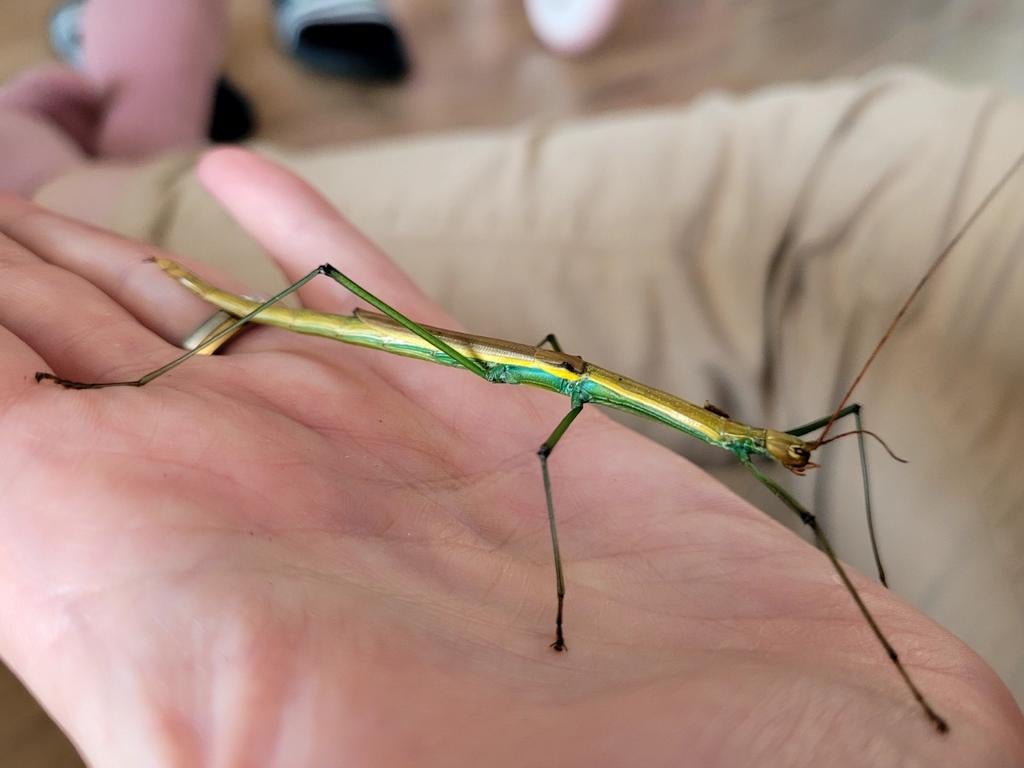 Kleurrijke wandelende takken, lamachodes sp bokor, Dieren en Toebehoren, Wandelende tak