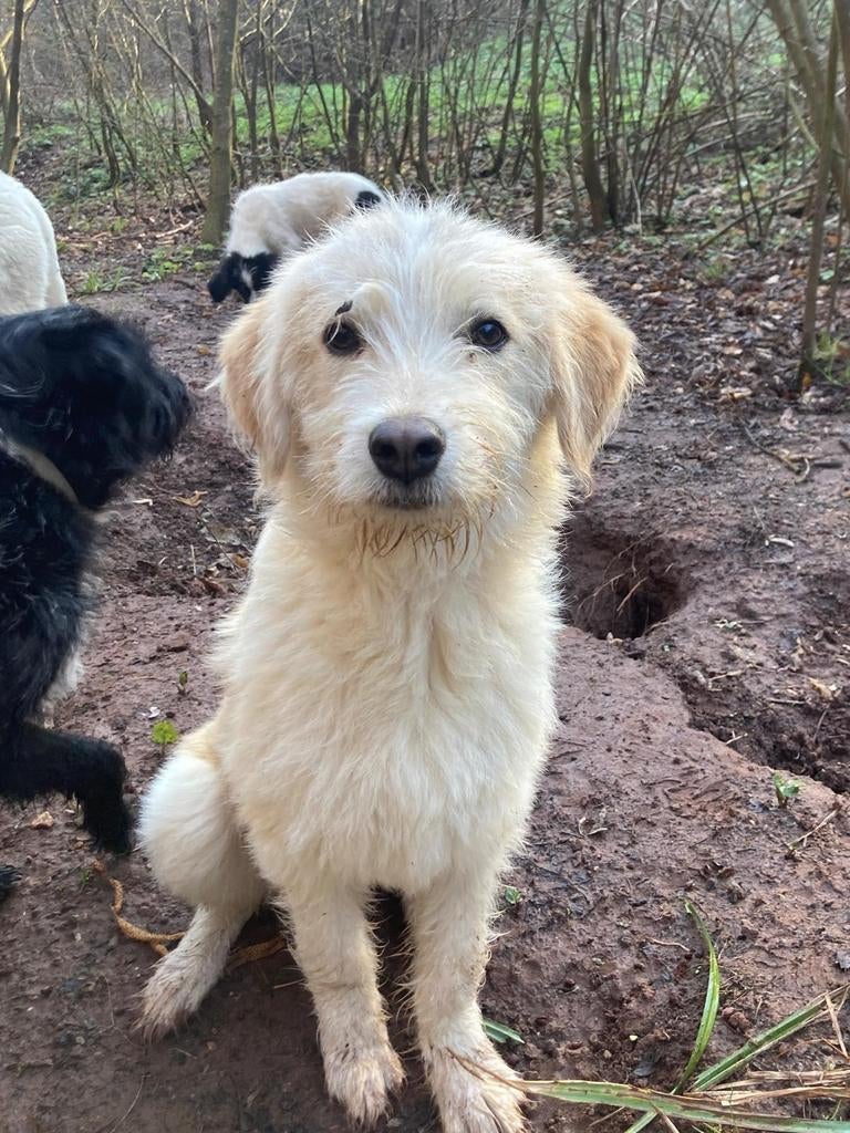 Goedzak Ozzy, Dieren en Toebehoren, Honden | Niet-rashonden, 15 weken tot 1 jaar, Buitenland, Parvo, Eén hond