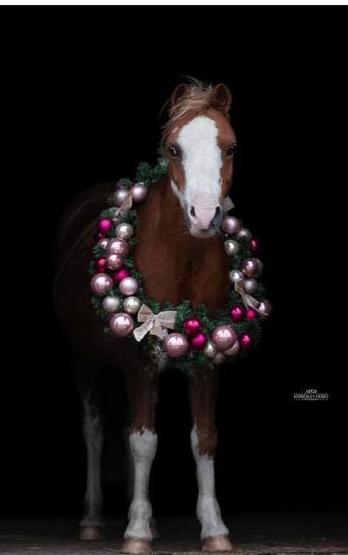 Lieve welsh B merrie, kinderpony, Ophalen of Verzenden