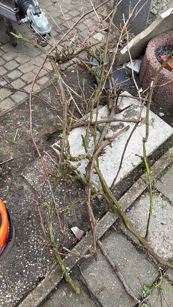 Takken van de druif, Ophalen, Zo goed als nieuw