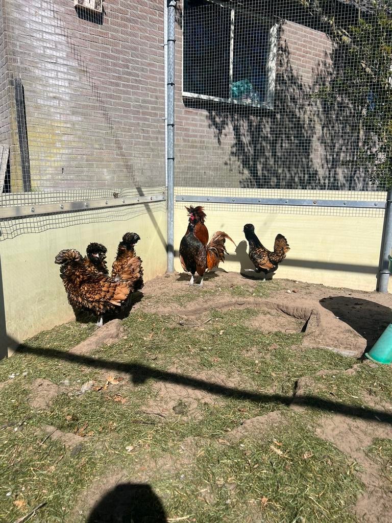 Broedeieren baardkuifhoen!, Dieren en Toebehoren, Pluimvee, Kip, Geslacht onbekend