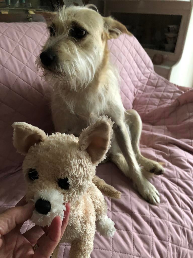 Zoek iemand die kontakt heeft met stichting straathonden, Ophalen of Verzenden