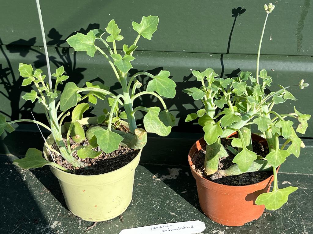 Senecio articulatus of kaarsjesplant, Huis en Inrichting, Kamerplanten, Ophalen, Vetplant, Halfschaduw, In pot