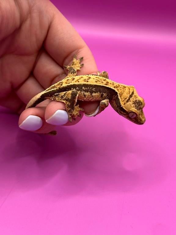 Wimpergekko baby unsexed Crested Gecko - unknown for sale from RX Cresties