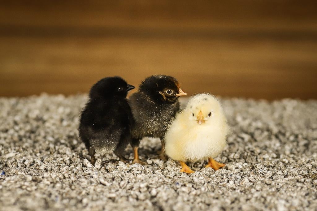 Wyandotte groot kippen kuikens | Gesekst en Ingeënt