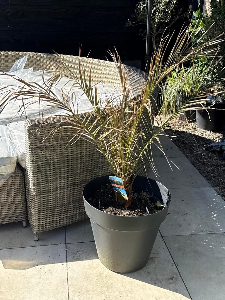 Phoenix Palm in grijze pot, Volle zon, Vaste plant, Bloeit niet, Ophalen