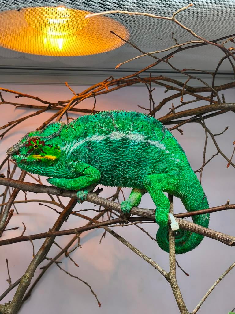 Furcifer pardalis 1.0 Chameleon - male for sale from Liliën