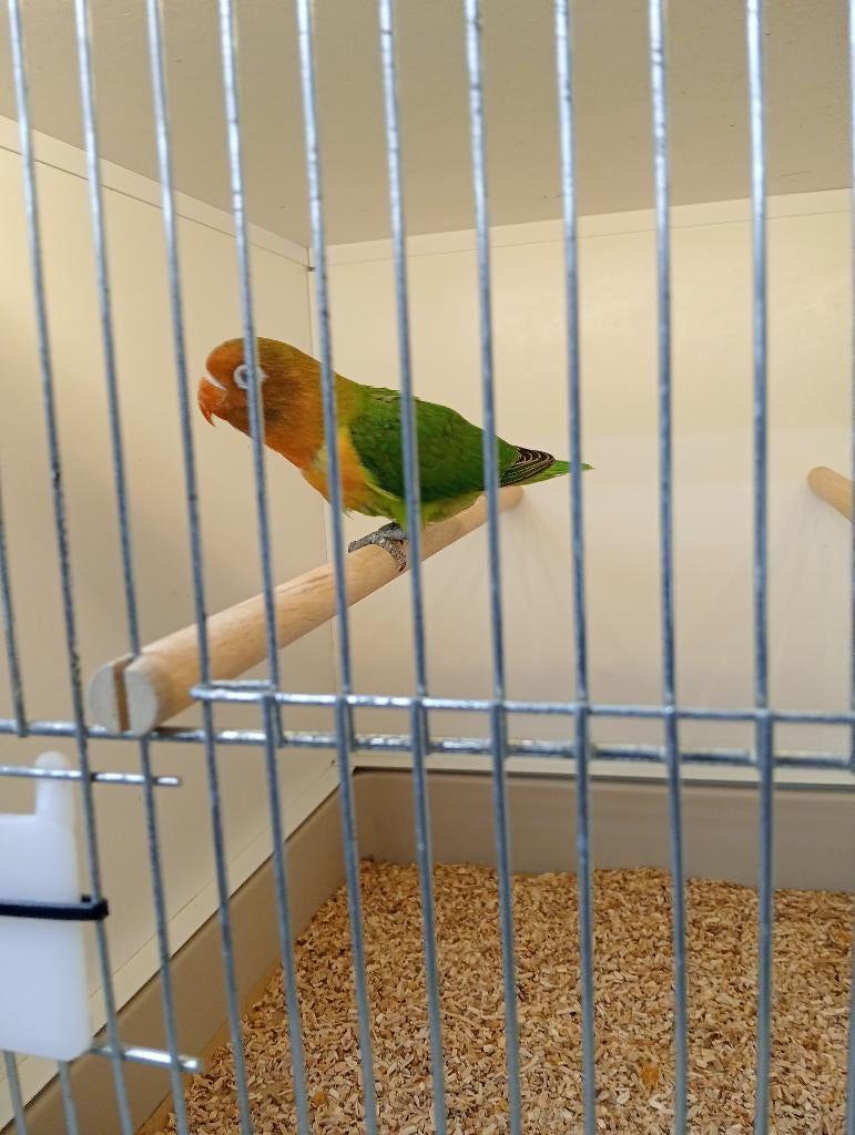 Agapornis Fiecherie, Geslacht onbekend, Dwergpapegaai of Agapornis, Geringd