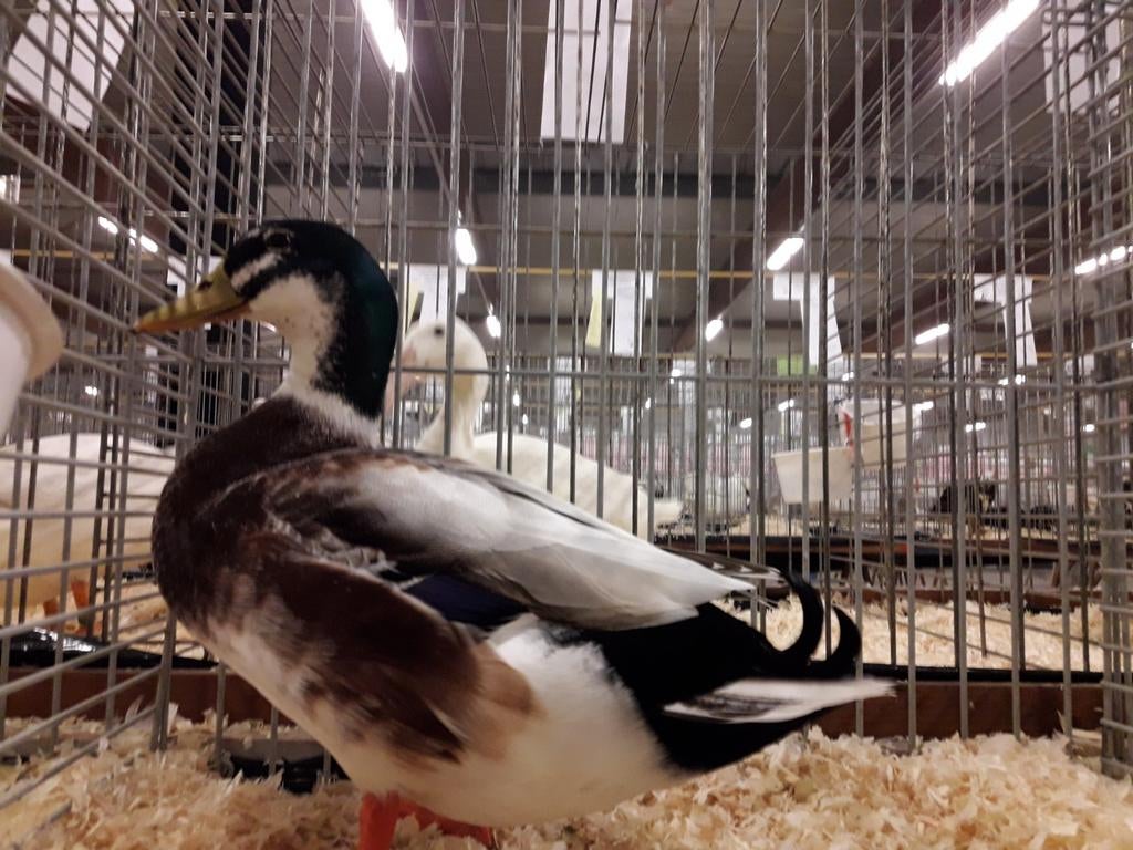 Dwerg Appleyard eenden, Meerdere dieren, Eend