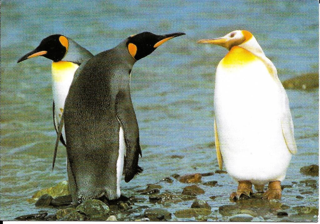 Ansichtkaart	Pinguïns, Verzenden, 1980 tot heden, Ongelopen, Vogel