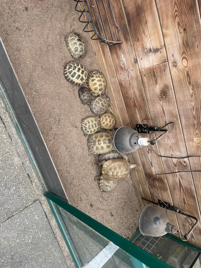 Vrouwelijk Russisch vierteen schildpad Tortoise - female for sale from Jan Verdel