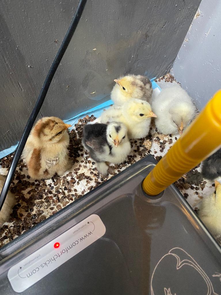 Cochin kriel kuikens, Geslacht onbekend, Kip