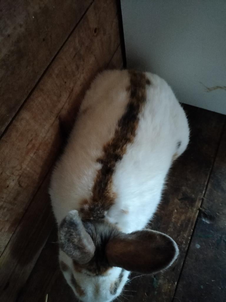 Mooi konijn, Dieren en Toebehoren, Konijnen, Mannelijk, Middelgroot, 0 tot 2 jaar