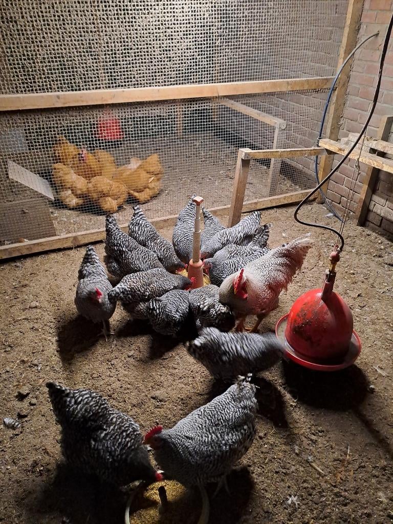 Amrock groot kippen te koop, Dieren en Toebehoren, Vrouwelijk, Kip