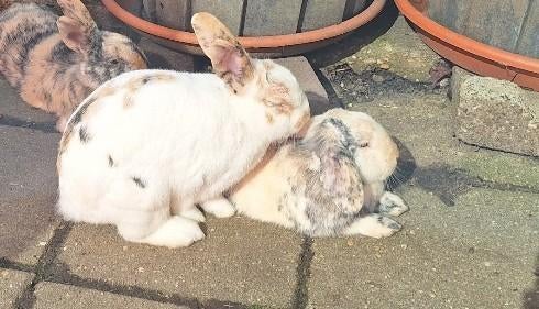 Te koop aangeboden konijnen, Dieren en Toebehoren, Konijnen, Mannelijk, Klein, 0 tot 2 jaar