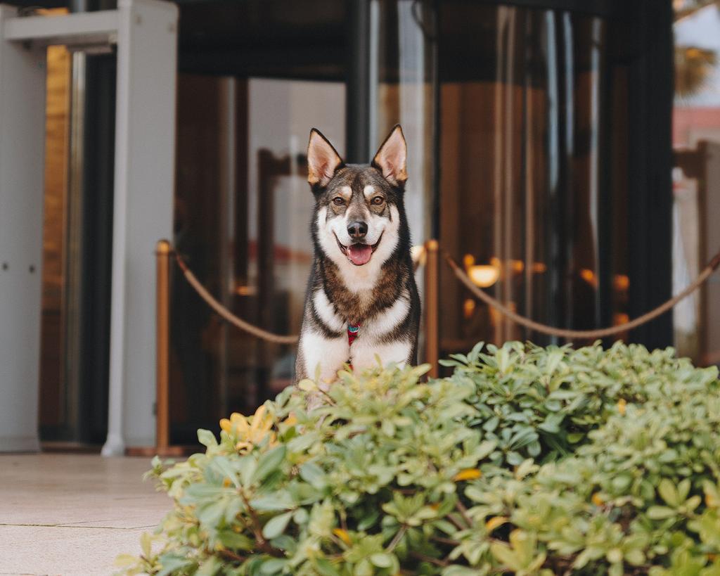 Robin, een asielhond, zoekt een familie, Particulier, Reu, Eén hond, Parvo