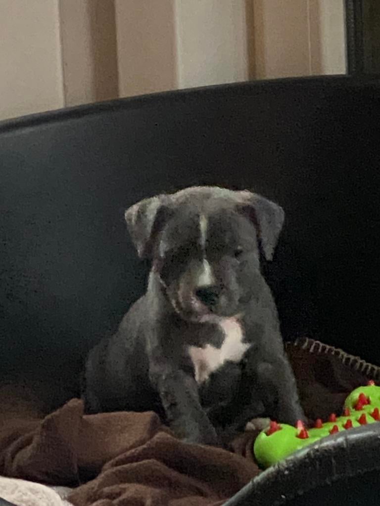 “Engelse Staffordshire Bull Terrier (Engels Stefferd), Dieren en Toebehoren, Honden | Jack Russells en Terriërs, Jack Russell Terriër
