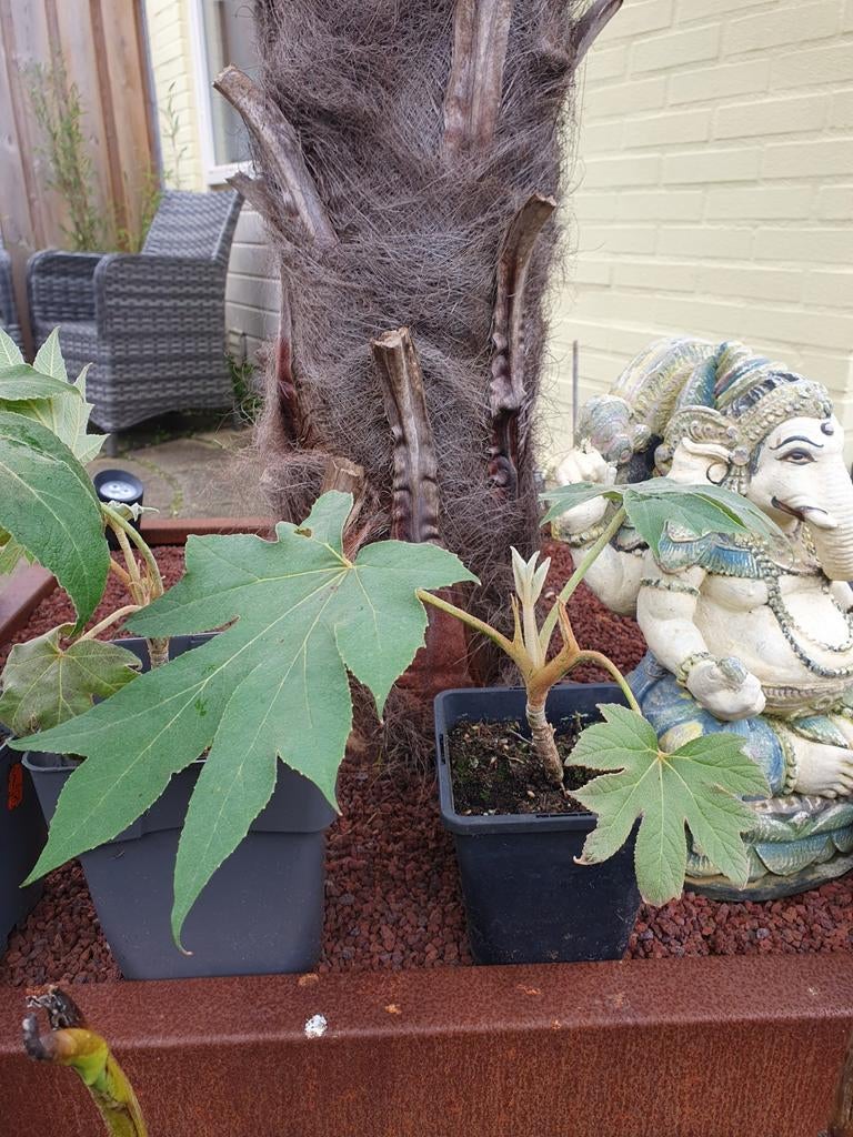 Tetrapanax papyrifer 'Rex rijstpapierplant stekken, Ophalen, Overige soorten