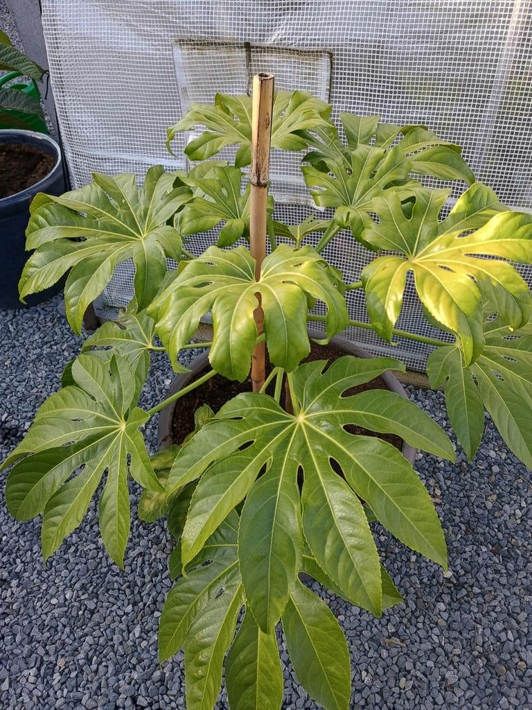 Te koop fatsia japonica, Tuin en Terras, Ophalen, Overige soorten, Halfschaduw