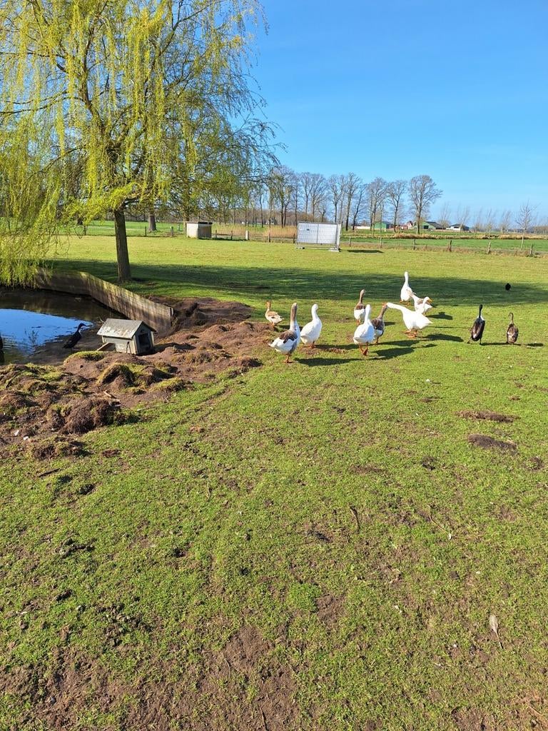 Broedeieren  ganzen, Dieren en Toebehoren, Pluimvee, Geslacht onbekend, Gans of Zwaan