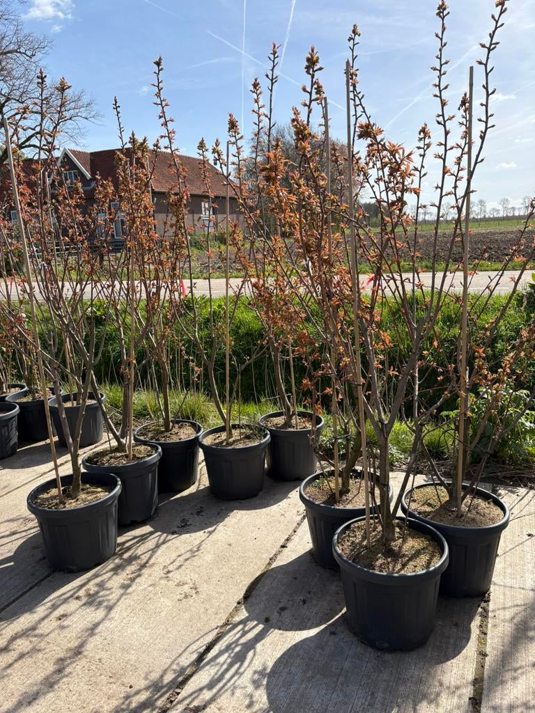 ACTIE! Prunus kanzan sierkers struiken B-keus, Overige soorten, Lente, 100 tot 250 cm, Ophalen