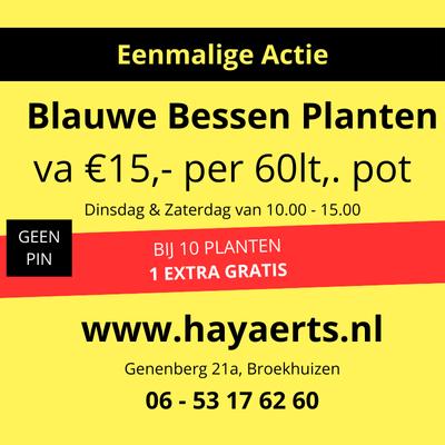 tuin en terras  Blauwe Bosbes, Ophalen, Minder dan 100 cm, Lente, Overige soorten