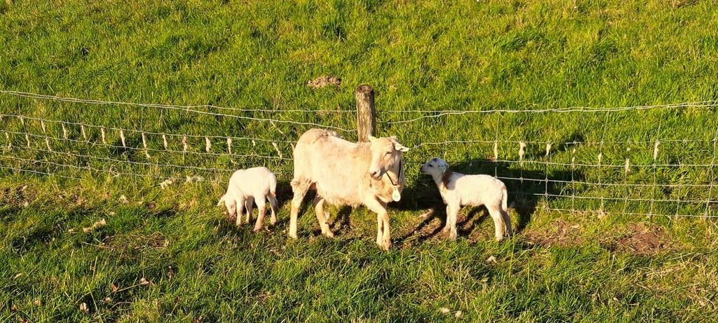 Maasduinen schaap met 2 ooi lammeren, Maart, Vrouwelijk