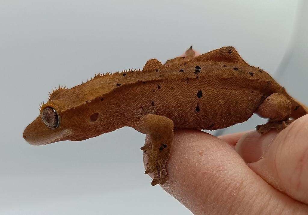 Wimpergekko vrouw dalmatian SALE!! Crested Gecko - female for sale from Sabrina