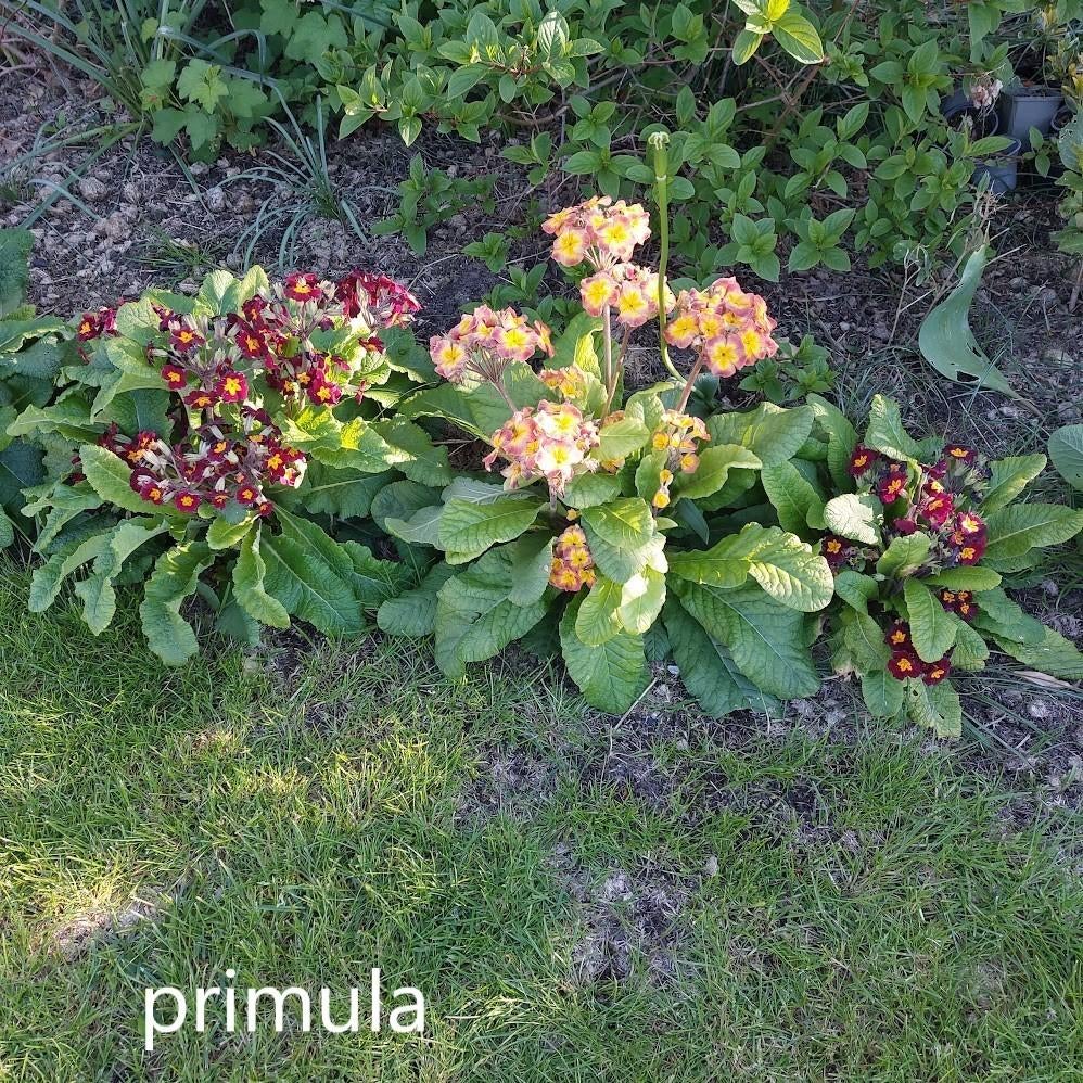 Primula, Vaste plant, Halfschaduw, Lente, Ophalen