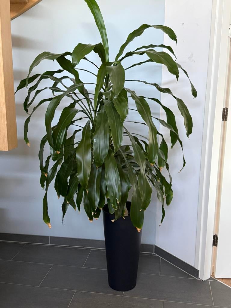 Grote Dracaena kamerplant in pot, Ophalen, Overige soorten, Halfschaduw, In pot