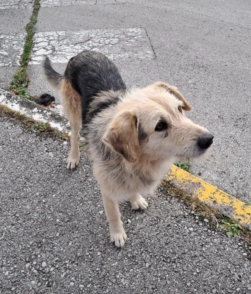 Roby – voorzichtig vertrouwen na een leven vol pijn, Particulier, Reu, 1 tot 2 jaar, Buitenland