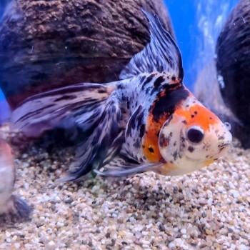 Carrasius auratus, Dieren en Toebehoren, Vis