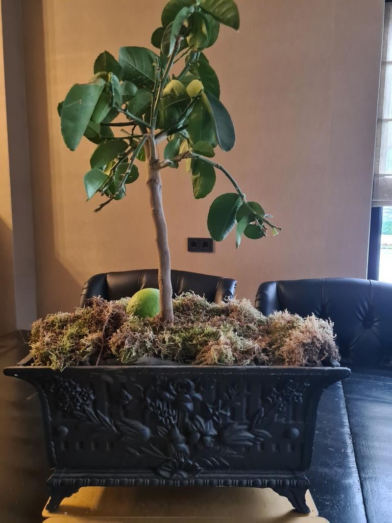 2 gietijzeren bloembakken/potten, Tuin en Terras, Ophalen, Gebruikt, Minder dan 30 cm, Minder dan 60 cm