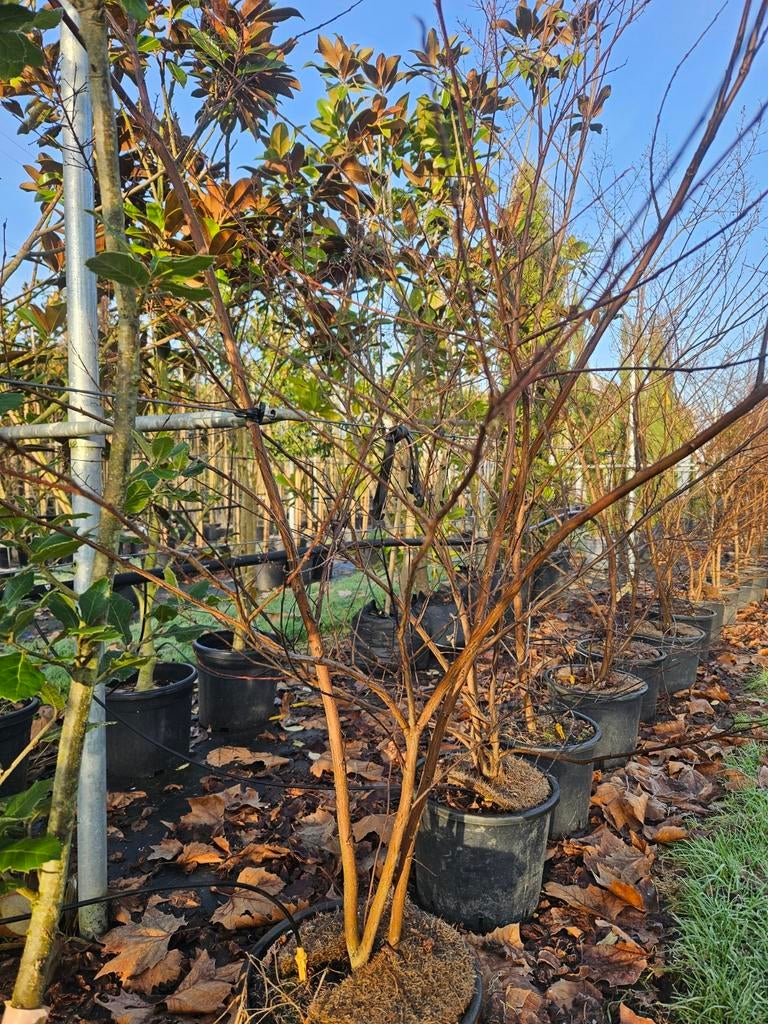 Meerstammige lagerstroemia. Witte bloem 125/150, Tuin en Terras, 100 tot 250 cm, Zomer, Volle zon, In pot