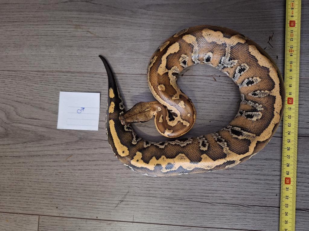 Python curtus brongersmai, Dieren en Toebehoren, Slang, 0 tot 2 jaar